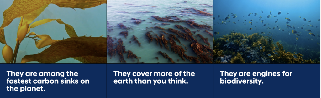 กลยุทธ์ Hyundai Motor